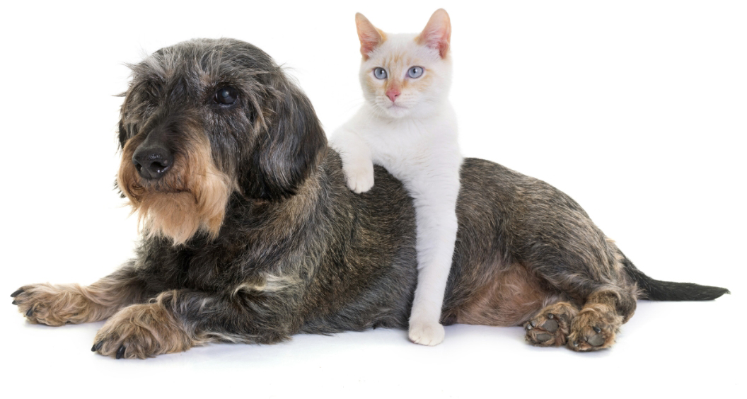 Ostéopathie chien et chat