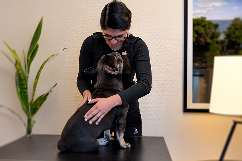Ostéopathie chien