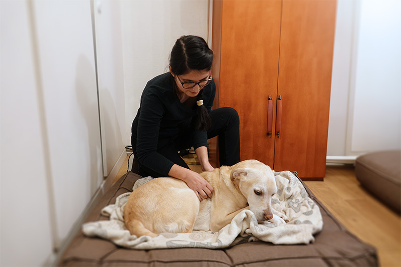 Ostéopathie chien