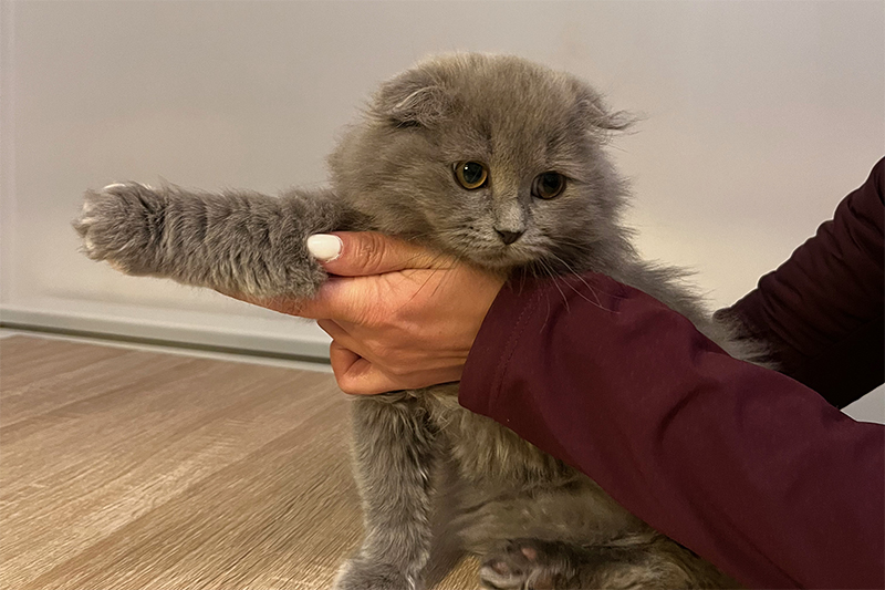 Ostéopathie chat