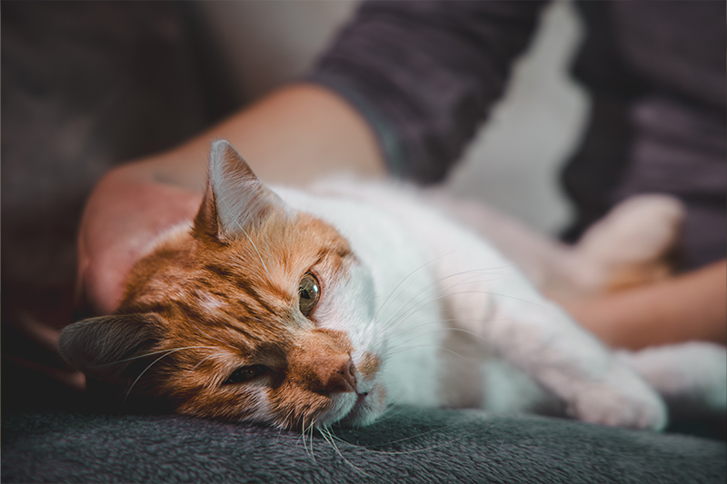 photo-hd1 Ostéopathie chat