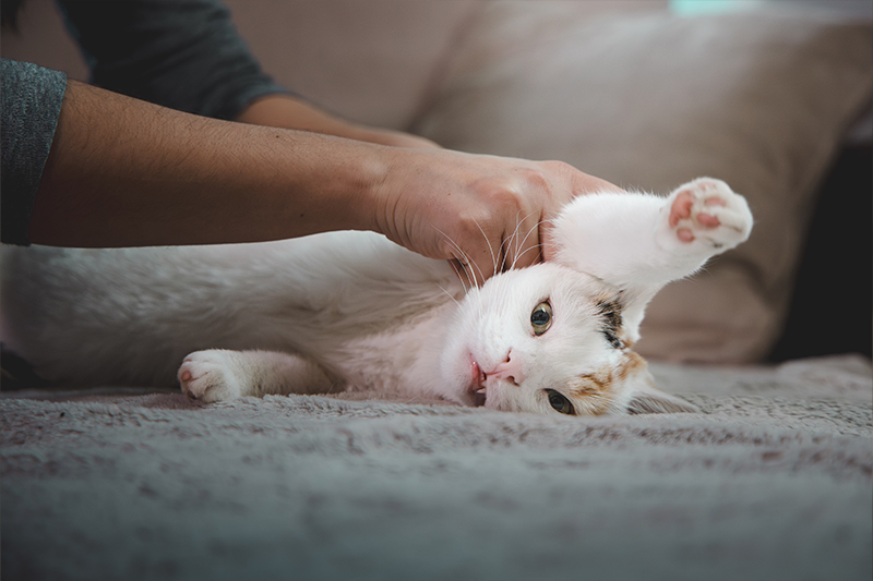 Ostéopathie chat
