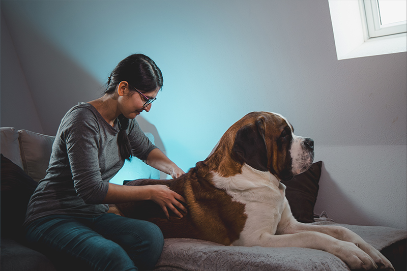 Ostéopathie chien