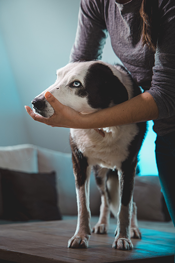 Ostéopathie chien