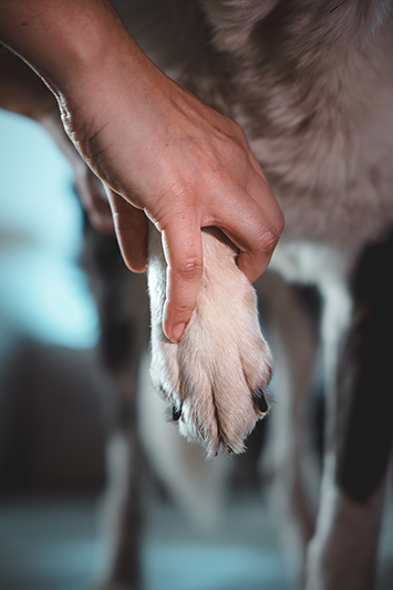 Ostéopathie chien