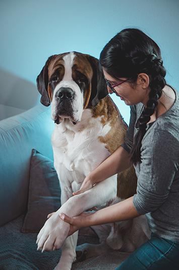 Ostéopathie chien
